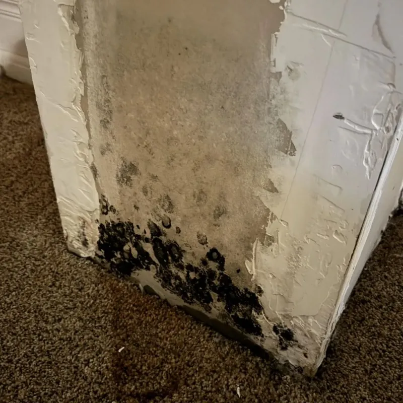Professional Mold Removal in Hillsborough County, NH